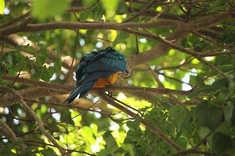 Macaw Bird Exotic - Free photo on Pixabay - Pixabay