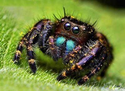 Ugly Overload: Jumping Spider Eyes