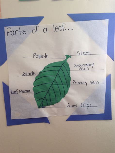 Parts Of Leaf Worksheet