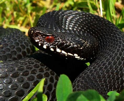 Free wallpaper Vipera berus vipera snake female | Snake, Adder snake, Pet birds