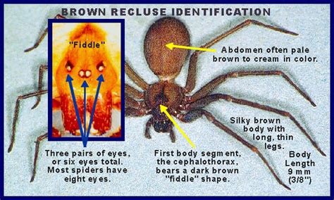 Brown Recluse Identification Recchart Department Of Entomology 67518 | The Best Porn Website
