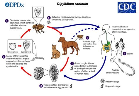 CDC - DPDx - Dipylidium caninum