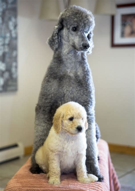 How To Groom a Poodle - Tamarack Poodle Puppy