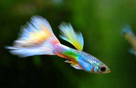 Guppy - Description, Habitat, Image, Diet, and Interesting Facts