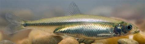 New funding for endangered Delta smelt 'refuge' | University of California