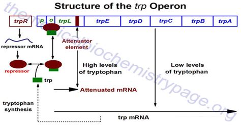 trp Operon - The Science Notes