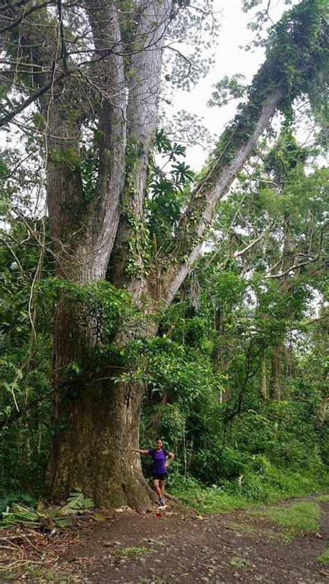 Hiking : Mt. Makiling (UPLB Trail)