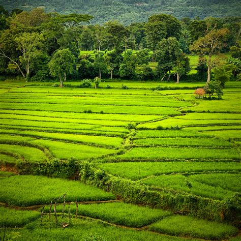 Paddy Field photo & image | asia, sri lanka, south asia images at photo community