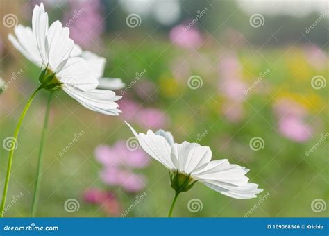 White Cosmos in Flower Garden Stock Photo - Image of colorful, blossom: 109068546