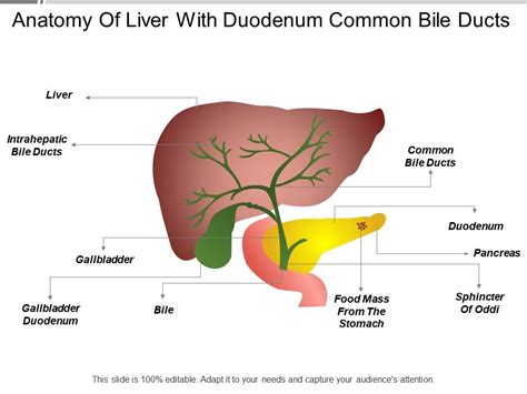 Anatomy Of Liver With Duodenum Common Bile Ducts | Templates PowerPoint ...