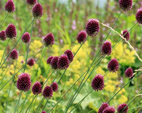 Allium sphaerocephalon ('Drumsticks') bulbs — Buy online at Farmer Gracy UK