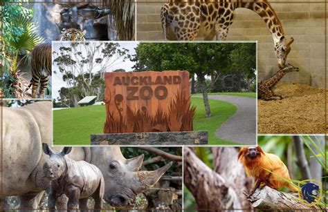 Rare Native Animals & Wildlife in Auckland Zoo, New Zealand - Review Oracle