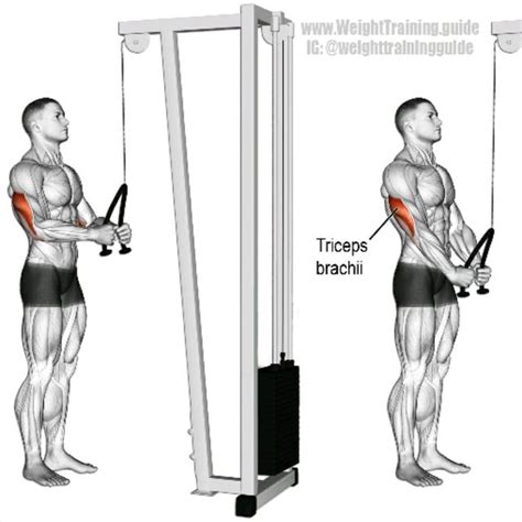 Rope Tricep Pushdown by Martel Berry - Exercise How-to - Skimble