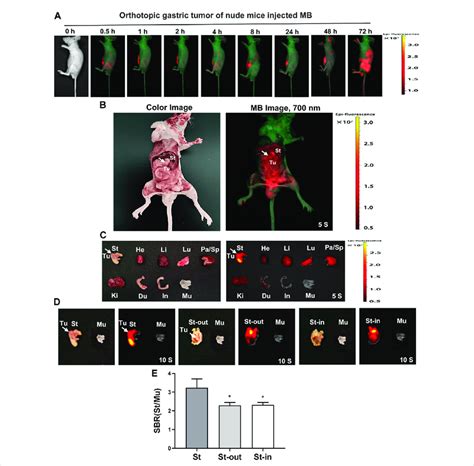 Real-time NIR targeted imaging after the injection of NIR fluorophores... | Download Scientific ...