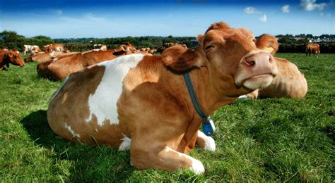 Guernsey Cows | Guernsey cow, Cow pictures, Cow