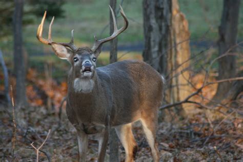 Whitetail Deer Mating Season Is On