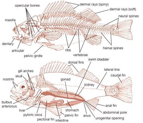 Swim bladder | fish anatomy | Britannica.com