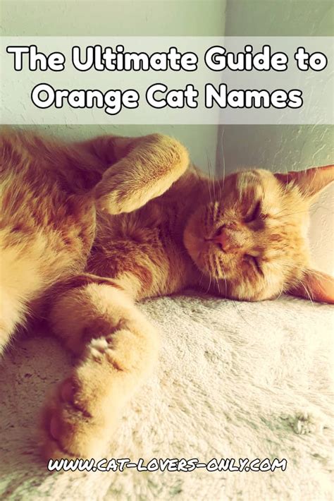 Orange Cat Names: The Ultimate Guide to Naming Your Ginger Kitty