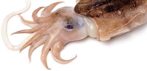 CUTTLEFISH