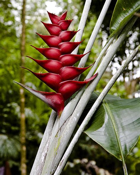 Hawaii Flora 8 Photograph by Charlie Osborn | Fine Art America