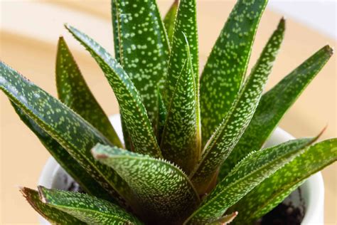 Gasteria: Plant Care & Growing Guide