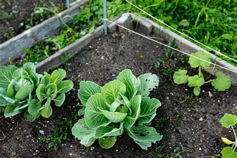 Cabbage Plant: How to Grow, Care for and Harvest Cabbages