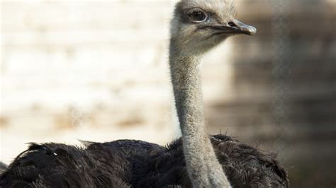 Ostrich - The Houston Zoo