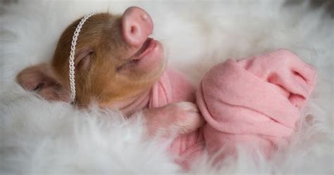 Photographer Does Adorable Newborn Photoshoot With A Baby Piglet ...