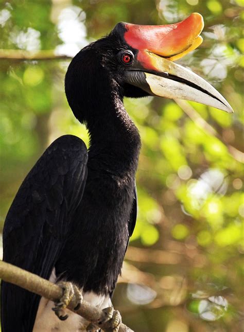 Hornbills | Animalbehavior Wikia | Fandom