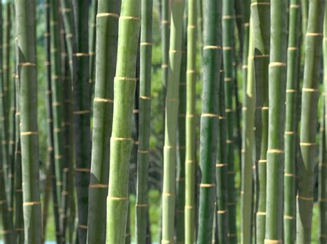 Bamboo – The Persistence of Ignorance