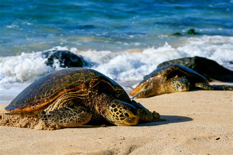 Green Sea Turtle Speed: How Fast is a Green Sea Turtle?