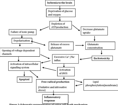 Figure 1 from The Science of Ischemic Stroke: Pathophysiology & Pharmacological Treatment ...