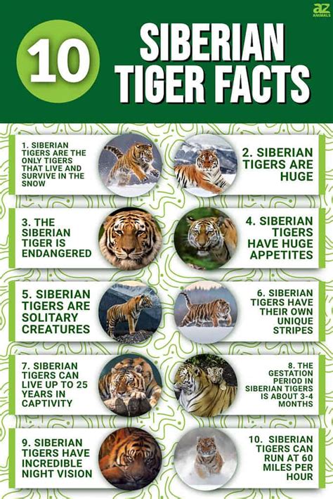 10 Incredible Siberian Tiger Facts - A-Z Animals