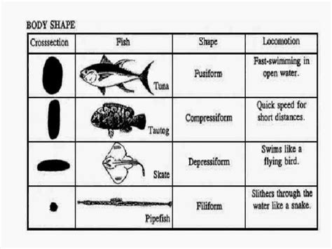 4/15 - Fish Morphology