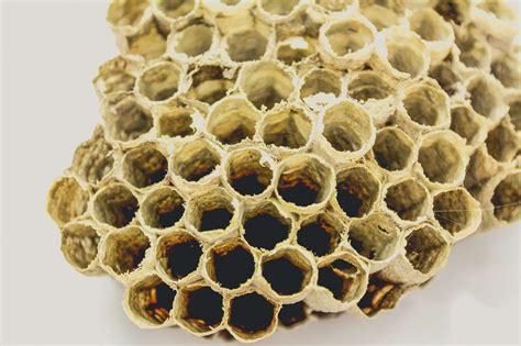 Bee Hive Honey Free Stock Photo - Public Domain Pictures