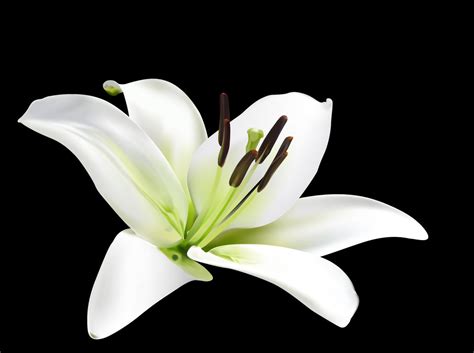 Lily: The National Flower of Italy