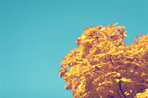 Free Images : tree, nature, branch, plant, sky, sunlight, leaf, fall ...