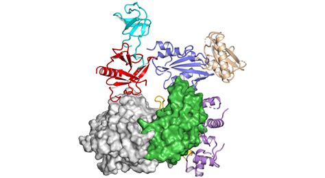 A question of inhibition | eLife Science Digests | eLife