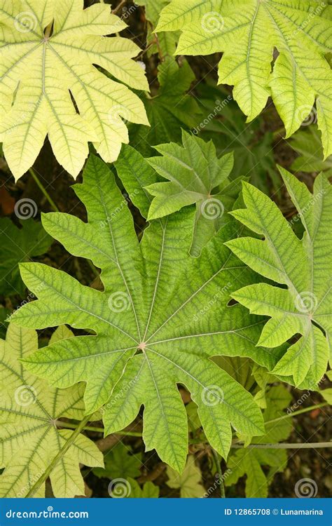 Aralia Papirifera Leaves Details Araliaceae From C Royalty Free Stock ...