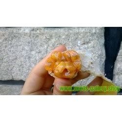 Banana Passionfruit Seeds (Passiflora mollissima) - Price €1.95