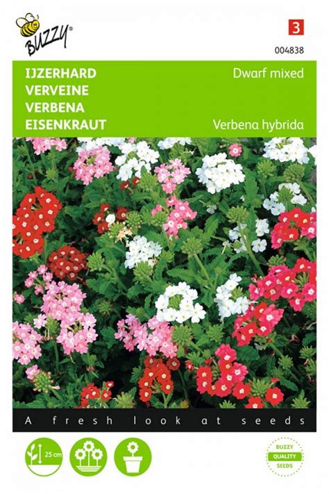 Dwarf Vervain - Verbena seeds - Seeds • Tuinzaden.eu