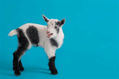 8 Goats That Have Wattles (Pictures)