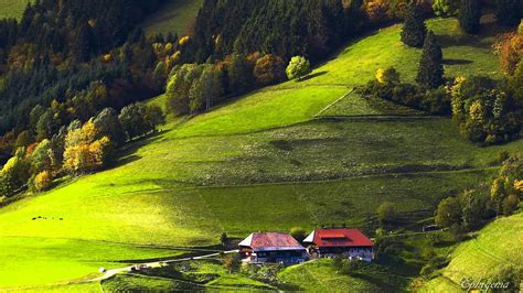 4K UHD Black Forest, Germany - The Dark Evergreen Forest | Wonders of ...