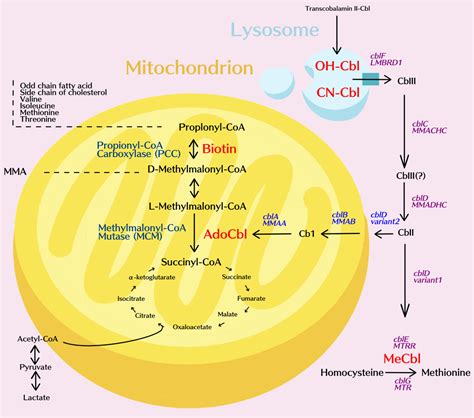 Methylmalonic acidemia/propionic acidemia – the biochemical ...