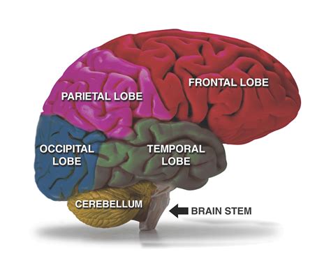 Extra Large Brain Poster - 30" x 40" - KiDZ Neuroscience Center ...