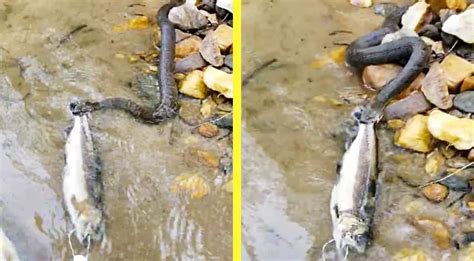 Venomous Snake Fights Fisherman Over Trout