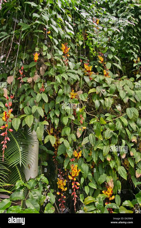 Thunbergia mysorensis hi-res stock photography and images - Alamy