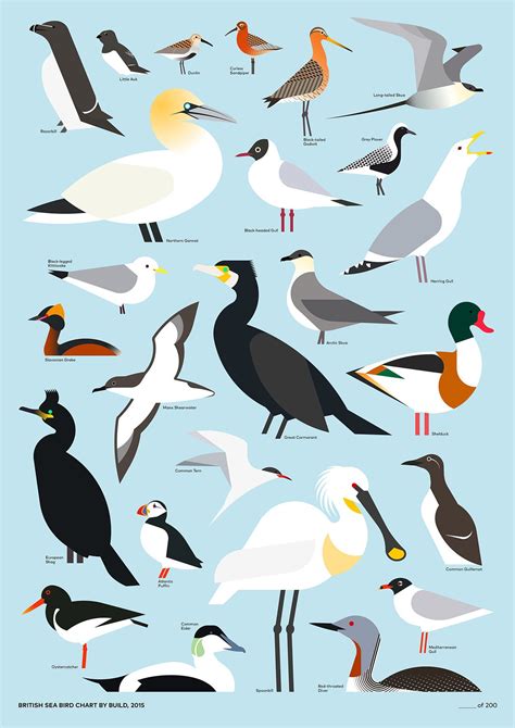 British Sea Bird Chart by Build - graphic … | Pinteres…