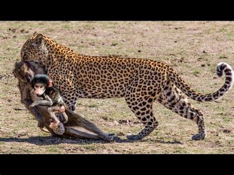 LEOPARD VS BABOON ! REAL FIGHT - YouTube
