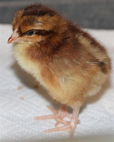 Identifying Baby Chickens Breeds